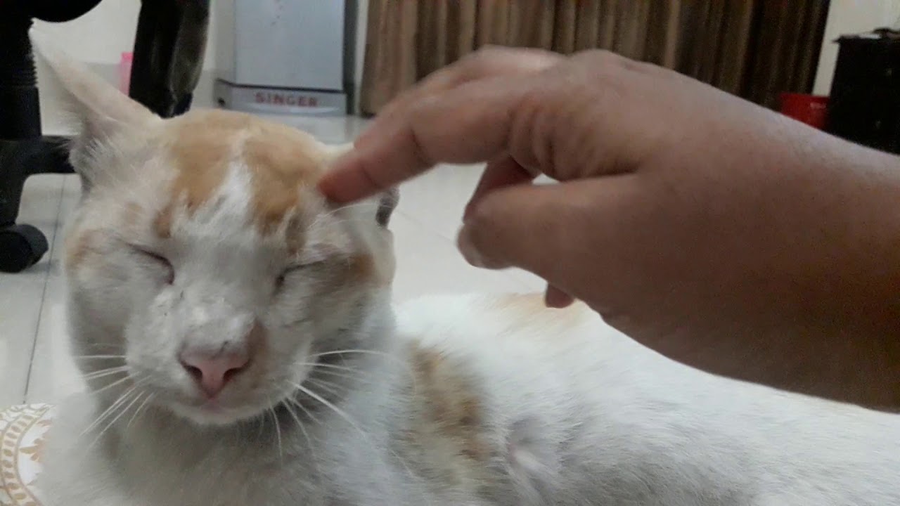 Head massage.... Cat video YouTube