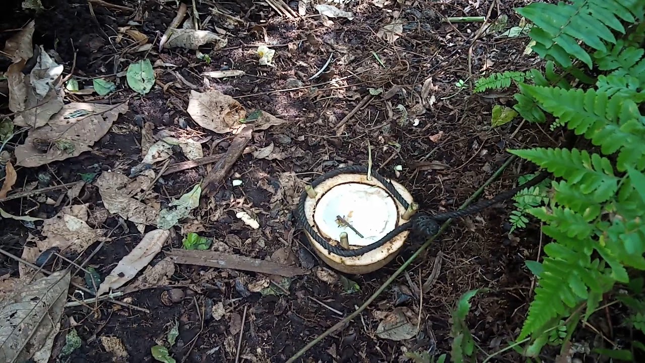Cara mudah Buat jerat babi hutan dengan umpan kelapa,,,,
