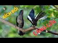 Hót Đấu Kích Trống Căng Lửa || Luyện Giọng Chòe Than || Kacer