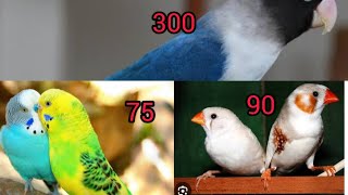 birds price list wholesale & retail jjj birds @ jan 2024 | dog cat food wholesale available