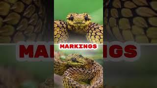 THE SPINY BUSH VIPER #animalfacts #interestinganimals #shortvideo #seo #viralvideo #uniqueanimals