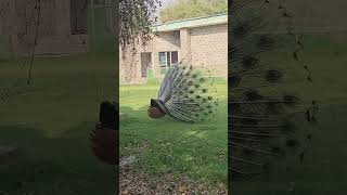 Nature’s Best Dance Performance🦚 #nature #Dance #naturelovers #trending #shortvideos