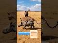 Nature’s Fury: Rhino 🦏 Sends Leopard 🐆 Flying!🚀자연의 분노: 코뿔소 🦏가 표범 🐆을 날려버리다! 🚀自然の怒り：サイ 🦏がヒョウ 🐆を吹き飛ばす！🚀