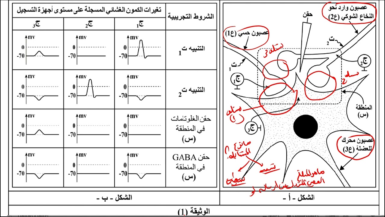 علوم طبيعية تصحيح الجزء الاول من تمرين النقل العصبي