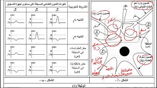 علوم طبيعية تصحيح الجزء الاول من تمرين النقل العصبي