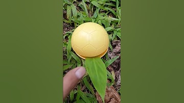 Finding eggs and snail #egg #snail #eggs