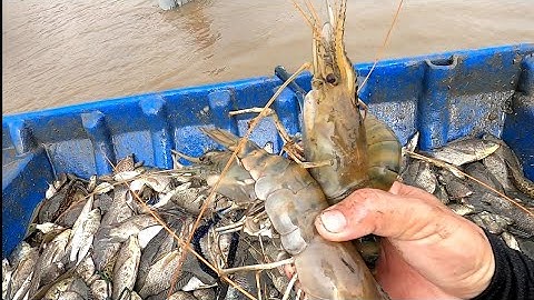 Cả Xóm Kéo Nhau Bắt Cá Tôm Cua Đủ Loài Và Thưởng Thức Cá Tươi /Đạt Nguyễn Cần Giờ