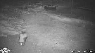 Backyard Trail Camera #43 - Back Mountain,PA - Skunk #nature #wildlife #outdoors