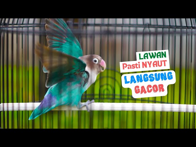 Lovebird Gacor Ngekek Panjang Ini Efektif dan Cepat Membuat Labet Mana Saja Nyaut Langsung Respon class=