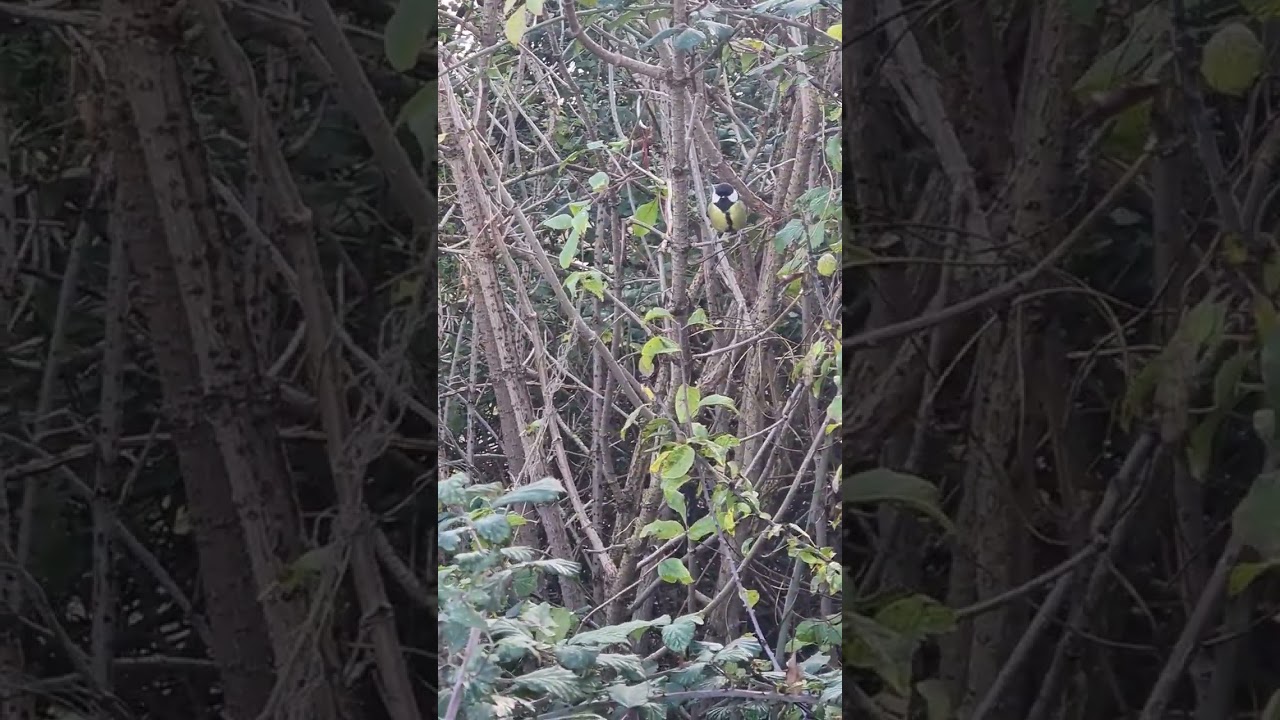 bird world TV. the east devon birds