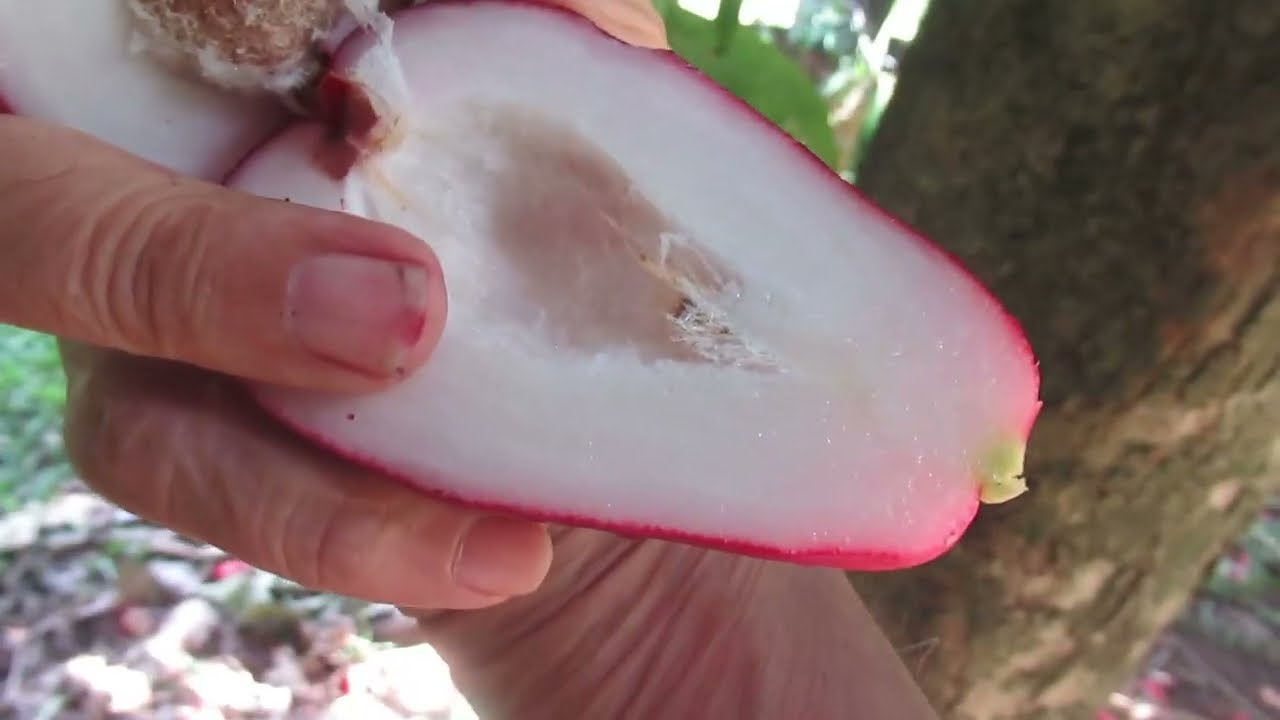 Unusual tropical fruit called Mountain Apple