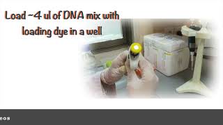 How to perform Agarose gel electrophoresis?