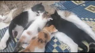 Cat Mom and Baby Kittens | Cute Kittens by OnlyCats101 1 view 3 years ago 34 seconds