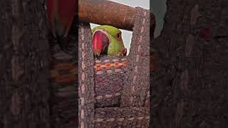 talking ringneck parrot peek-a-boo ?shorts shortvideo ringneckparrot funnyvideo