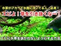 水草が抜けてしまう人、必見！「エビが水草を引き抜く原因とその解決策」ネイチャーアクアリウム立ち上げ初心者、ヤマトヌマエビ、ミナミヌマエビ、レッドビー、水草水槽の作り方、植え方、植栽方法、育て方、ソイル