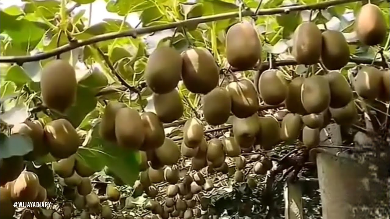 Эпизод 687 Зеленый киви