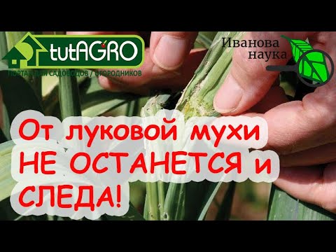 СУПЕР СРЕДСТВО ОТ ЛУКОВОЙ (И МОРКОВНОЙ) МУХИ, БОЛЕЗНЕЙ И МНОГИХ ВРЕДИТЕЛЕЙ. 20 МИНУТ - И ГОТОВО!