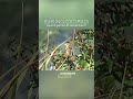 Burung cici padi ketika di sawah kami #burungliar #burungsawah