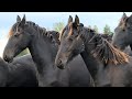 A few days amoung the Friesian Horses