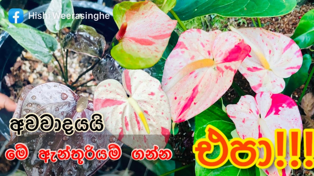 ඇයි මේ ? ගන්න එපා කියන්නෙ? ඇන්තූරියම් පැලයක් තෝරා ගැනීමේදී සැලකිලිමත් විය යුතු කරුණු. #hishi