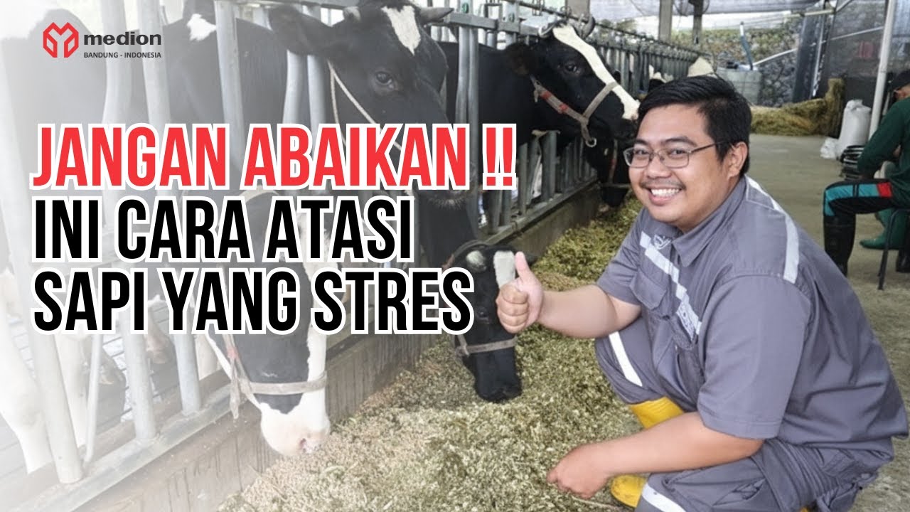 Sapi Stres Jangan Abaikan! Ini Cara Atas Sapi yang Stres - YouTube