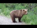 Камчатка,пос.Малка,.База отдыха.Медведь пришёл в гости!  Автор видео Виталий Богданов