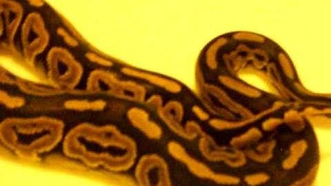 Closer look: Cinnamon Ball Python-LGobsession