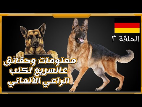 معلومات وحقائق عالسريع لكلب الراعي الألماني || German Shepherd