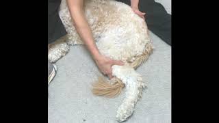Exercises After Your Dog s Knee Surgery Weeks 0-2