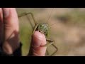 激レアカマキリ発見!?そいつに指を破壊されましたwww