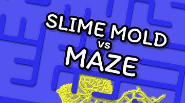 Simulating Slime Mold Maze Solving