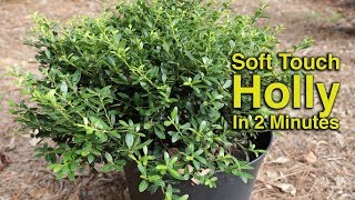 Soft Touch Holly in 2 Minutes - Low Growing Evergreen Foundation Plant screenshot 2