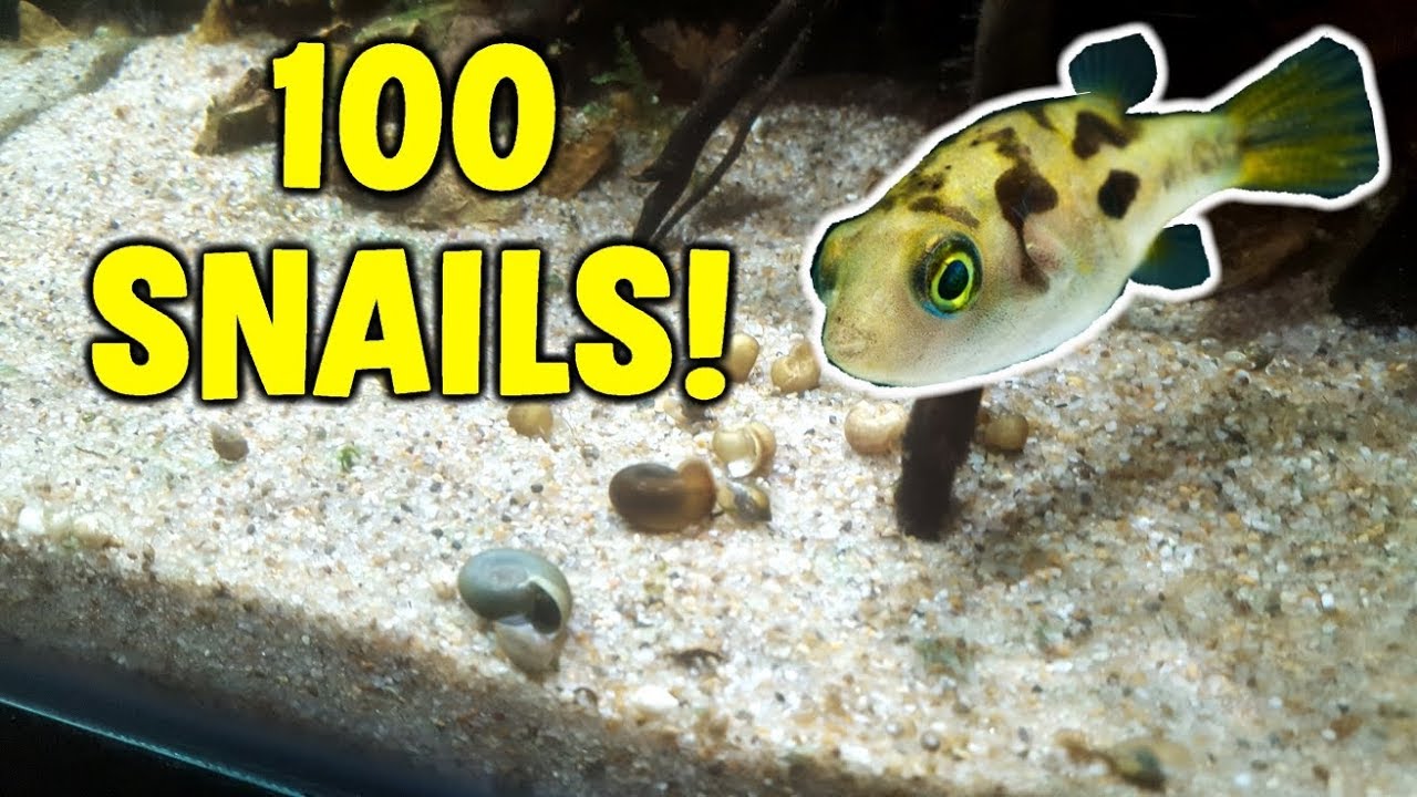 puffer fish aquarium