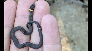 Field Herping Found Super Tiny Ringneck Snake