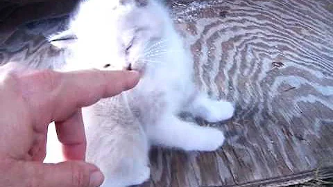 Watch the video about Himalayan Manx Snowshoe kittens 4-22-12.MP4