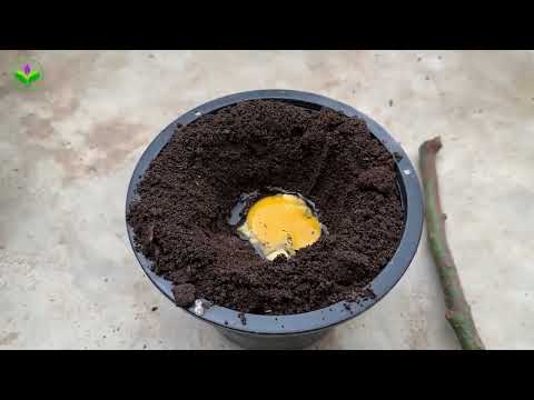 Tekinoloojii Oomisha Avokaadoo 