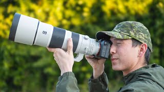 Sony 200-600 Review for Wildlife/Bird Photography