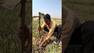 #sabjiwala #khetibadi🫜🧅