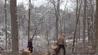 Tearing down a monster Ashtree exploding on impact
