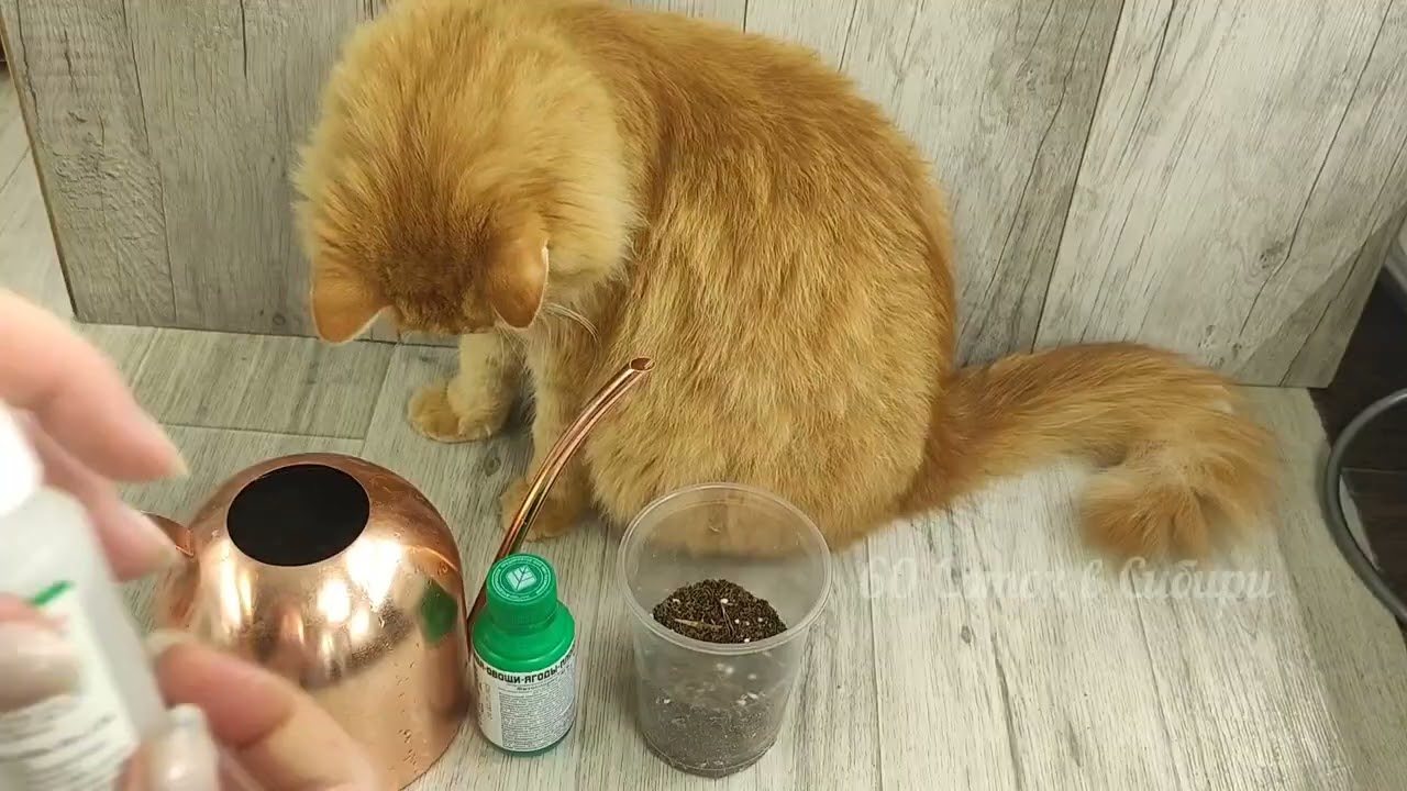 25 лет САЖАЮ РАССАДУ ОГУРЦОВ так! Секрет лучшего посева огурцов о котором молчат!