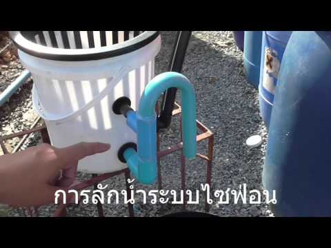 แปลงผักอัตโนมัติระบบไซฟ่อน Siphon