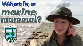 What is a marine mammal?