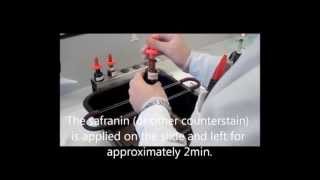 Microbiology: Performing a Gram stain
