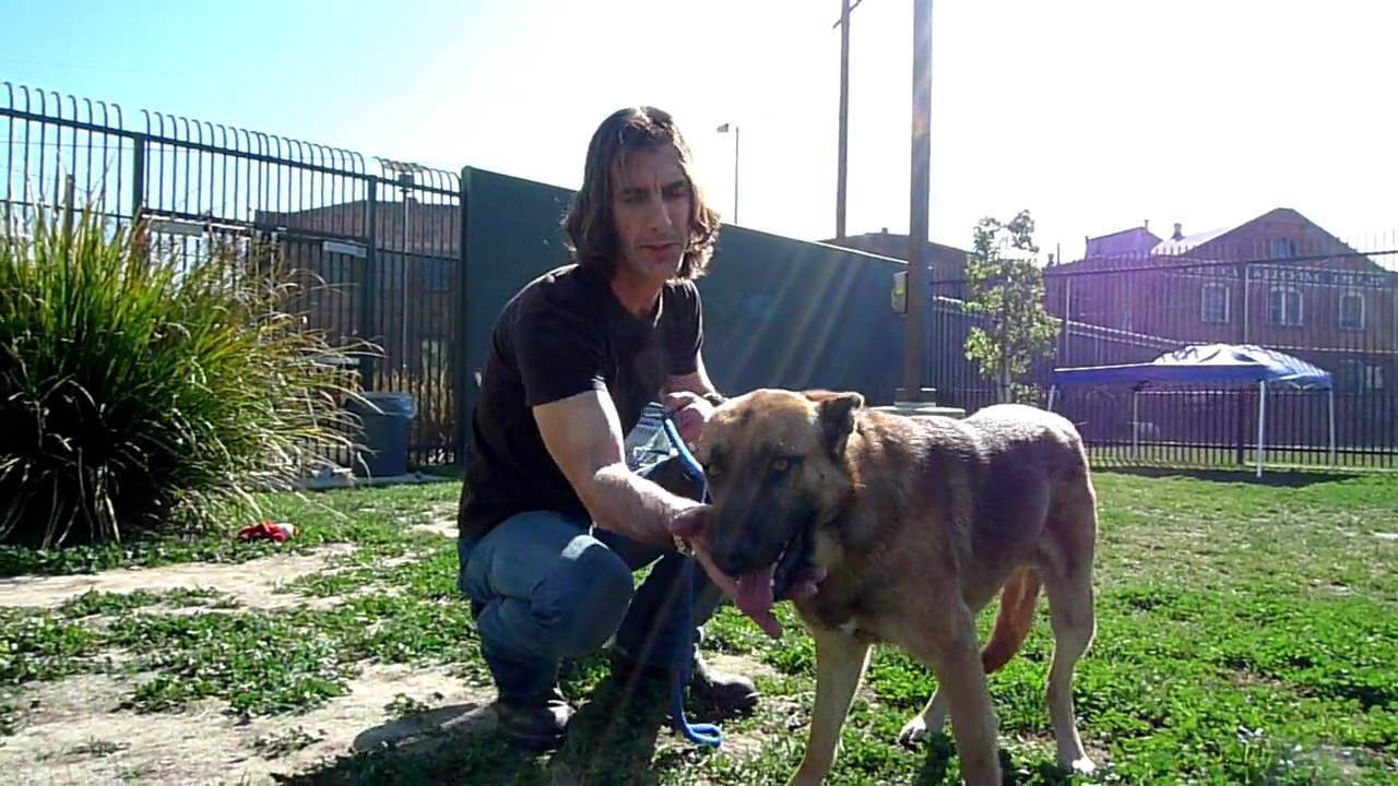 rescue dogs rock nyc Valentino: Bound Angels Shelter Video Program