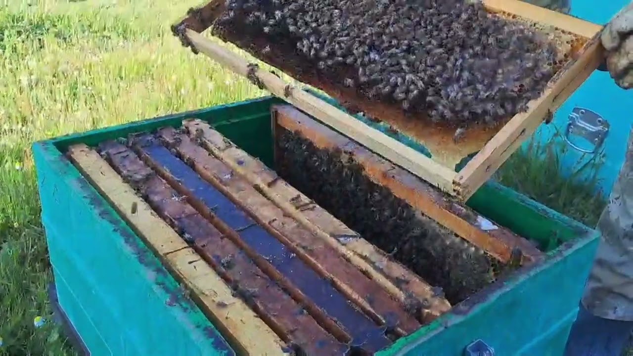 Εισαγωγή βασίλισσας [11 Απριλίου 2025]