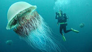 15 Incredible Jellyfish Species