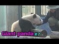 Giant panda⑦　シャンシャン　飼育員さんの抱っこで帰宅 可愛い【上野動物園】