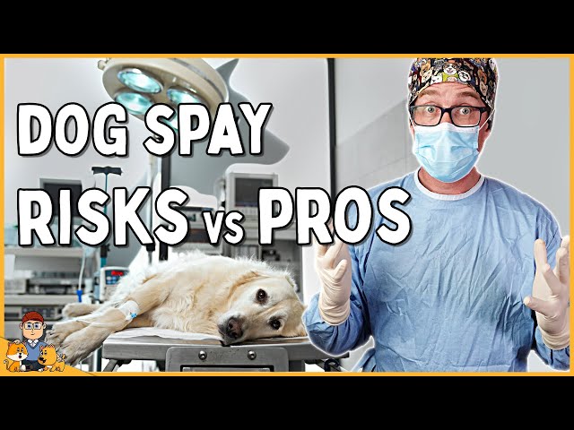 The Best Age to Spay Your Dog in 2024 (veterinarian explains)