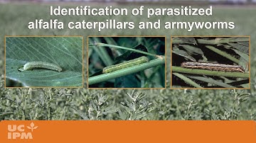 Identification of Parasitized Alfalfa Caterpillars