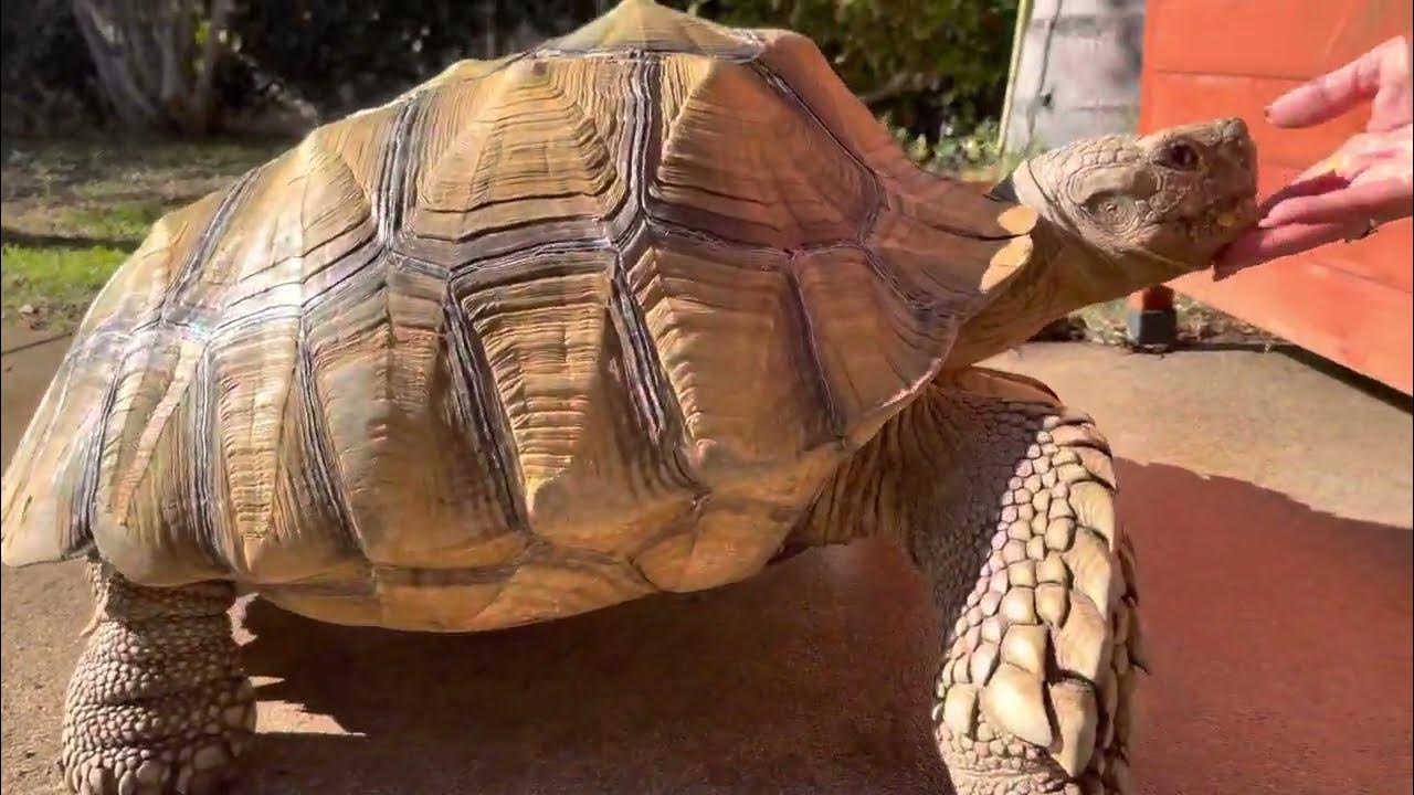 Secrets to a healthy, beautiful tortoise shell! 